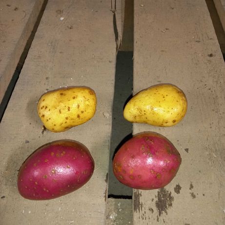 Ziemniaki Soraya i Czerwone 20zł 15kg