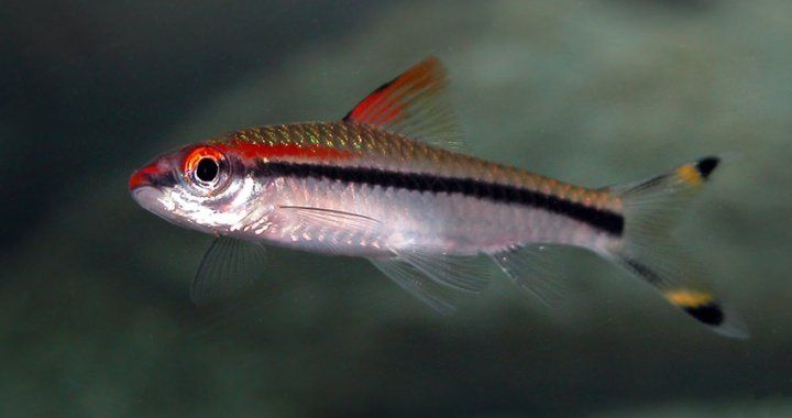 Brzanka Denisona