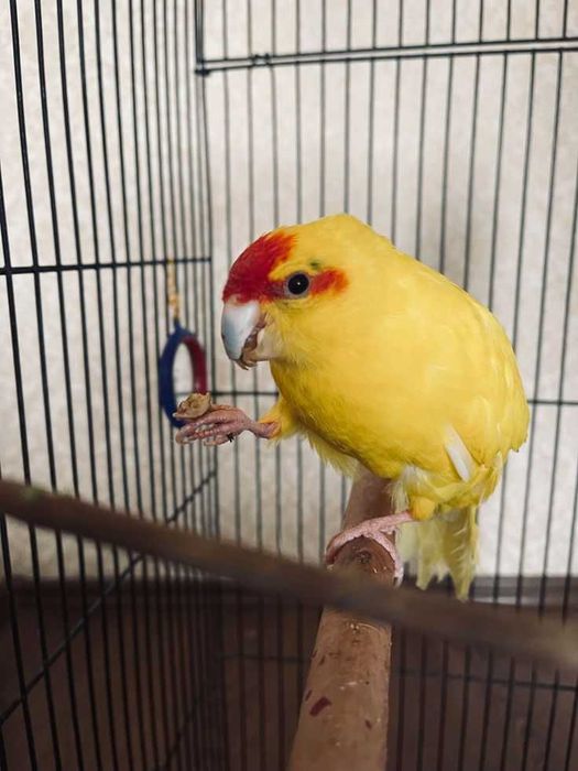 Vendo kakarique novos e adultos