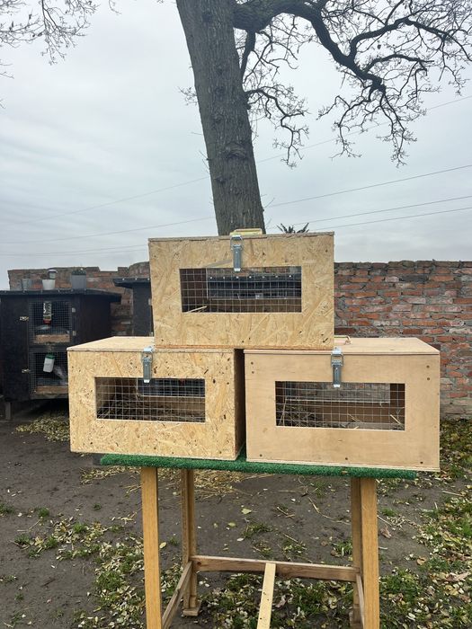 Transportery dla Królików