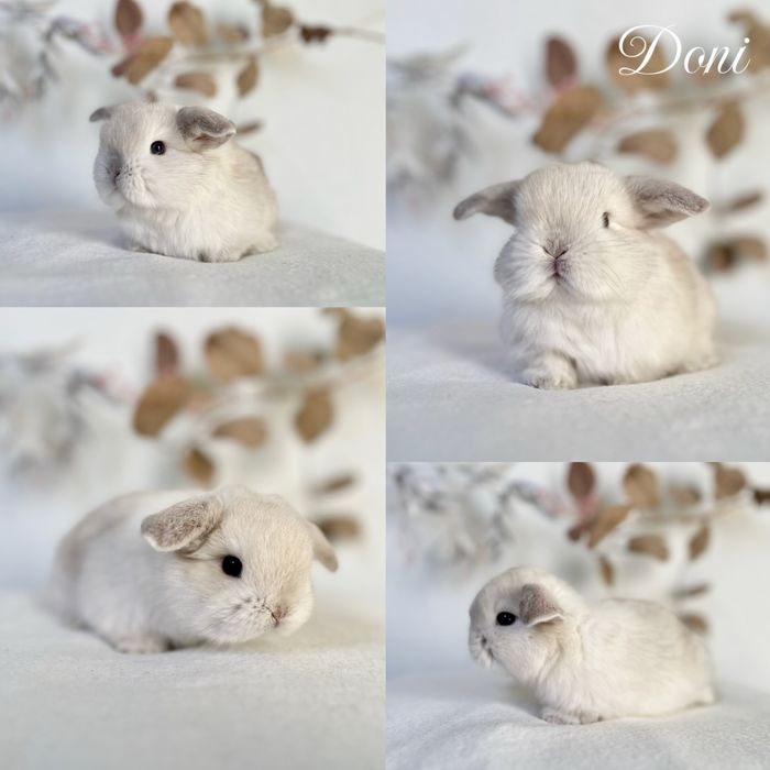 Króliczki Karzełki Teddy oraz mini lopki 100% czysto rasowe