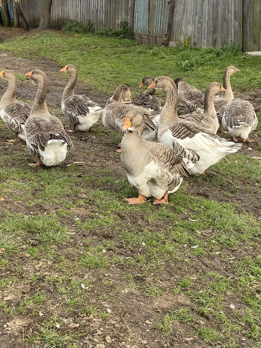Продам молодих гусей