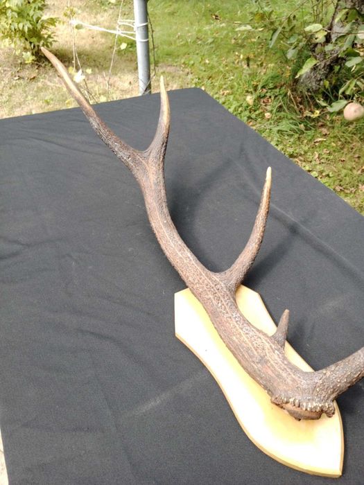 Poroże jelenia – pojedyncza tyka na tabliczce, 75 cm