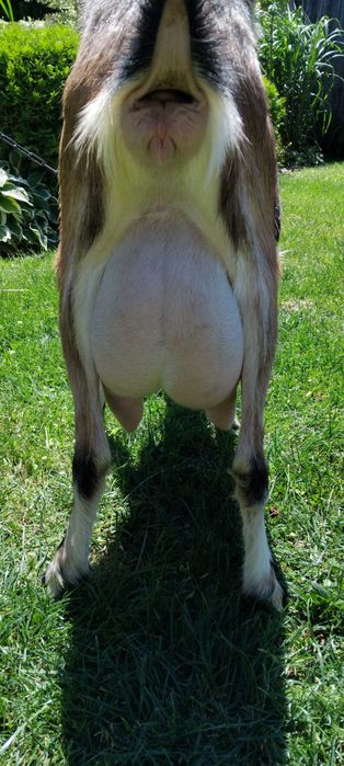 Młody koziołek, capek