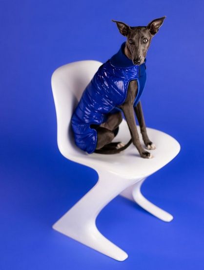 Wodoodporna ciepła kurtka dla psa Chaba Kubrak Dopamine 4XL chabrowy