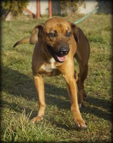 Monte - kochany psiak szuka nowego domku