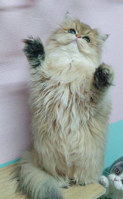 Menina british longhair golden