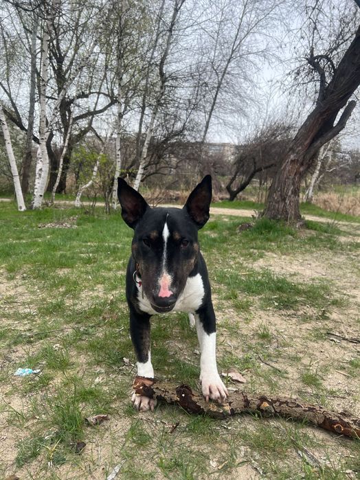 Кобель міні Бультерʼєр шукає сучку для вʼязки м.Камʼянське. 5,5 років.