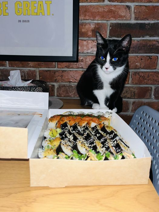 Zaginęła kotka w Chojnicach