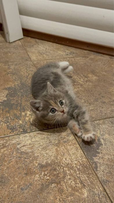 Відам котика безкоштовно