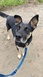 Odys - cudowny pies do adopcji