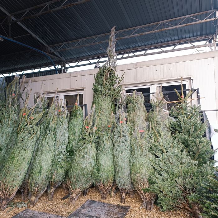 Jodła kaukaska 450 cm 4.5m - 5m