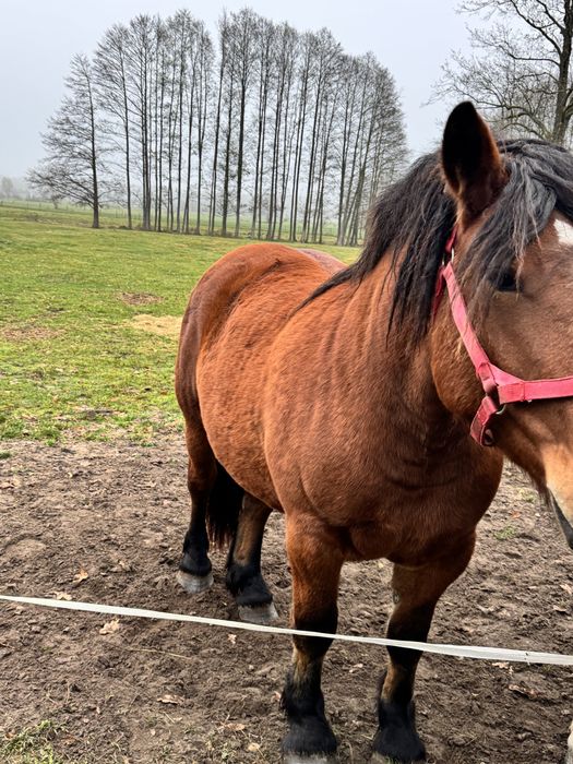 Źrebówka 2lata spokojna