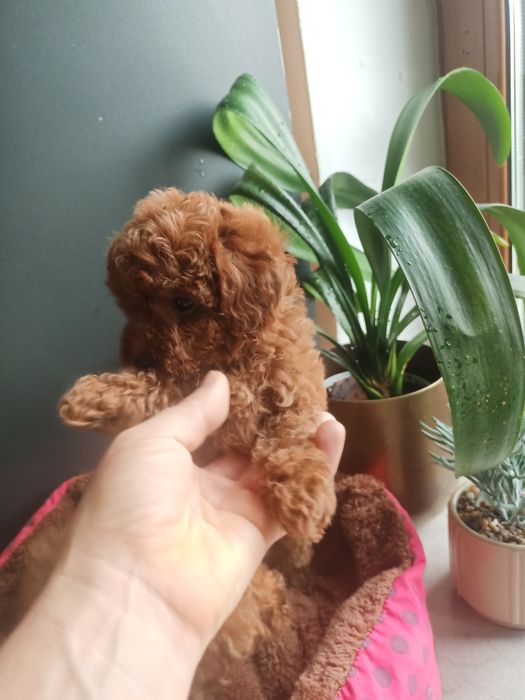 Pudelek Toy malutki mini śliczny