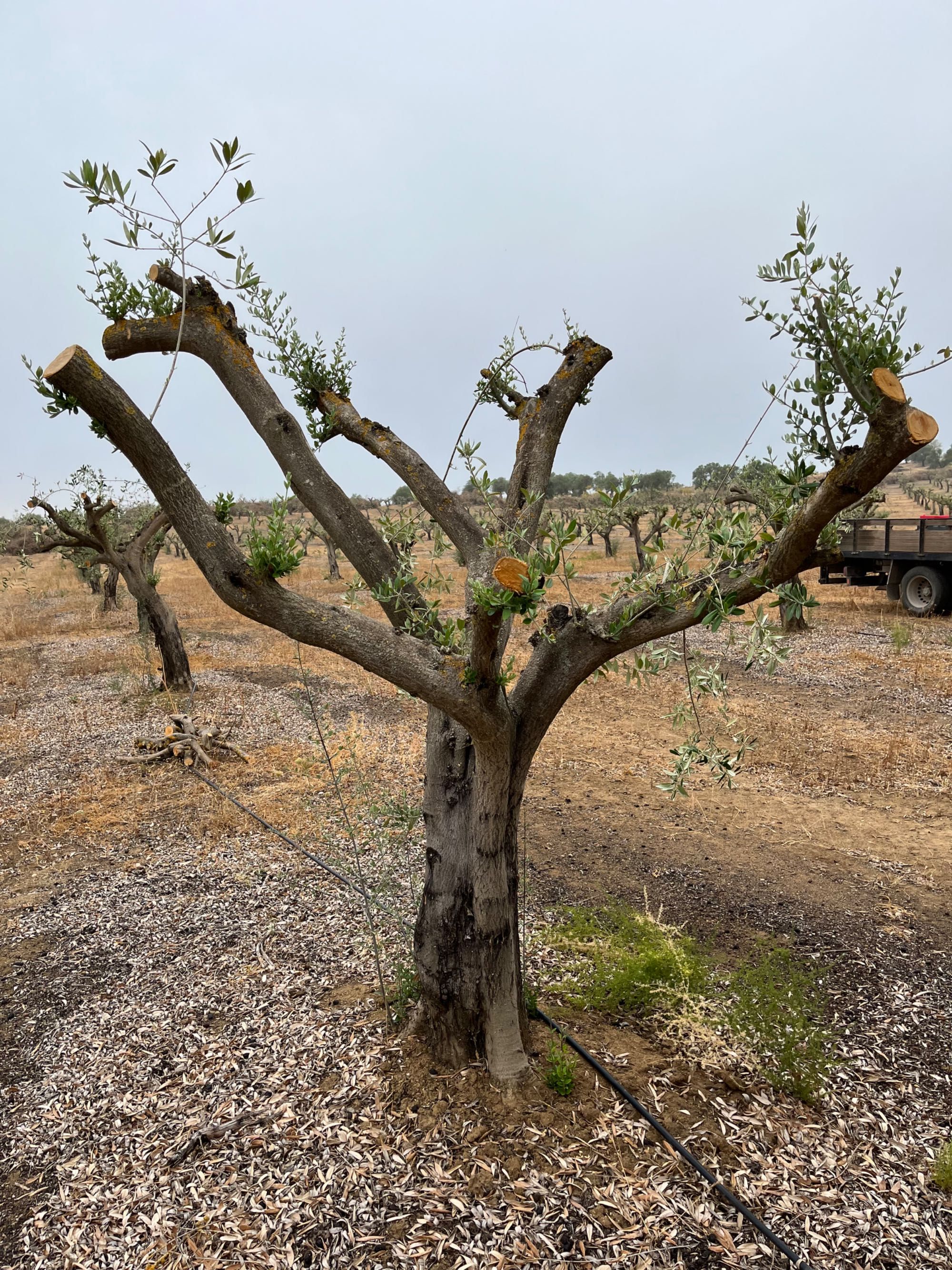 Oliveiras para jardim