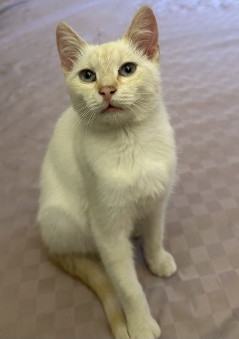 Котик в добрые руки