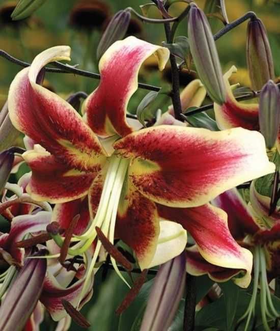 Lilie drzewiaste zestaw 6 różnych odmian 45 zł