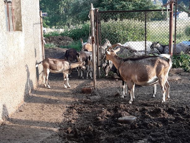 Koza, po mlecznych kozach - Częstochowa