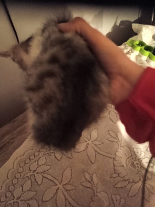 Odam za darmo  w