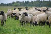 Продажа готового бизнеса ферма овцы