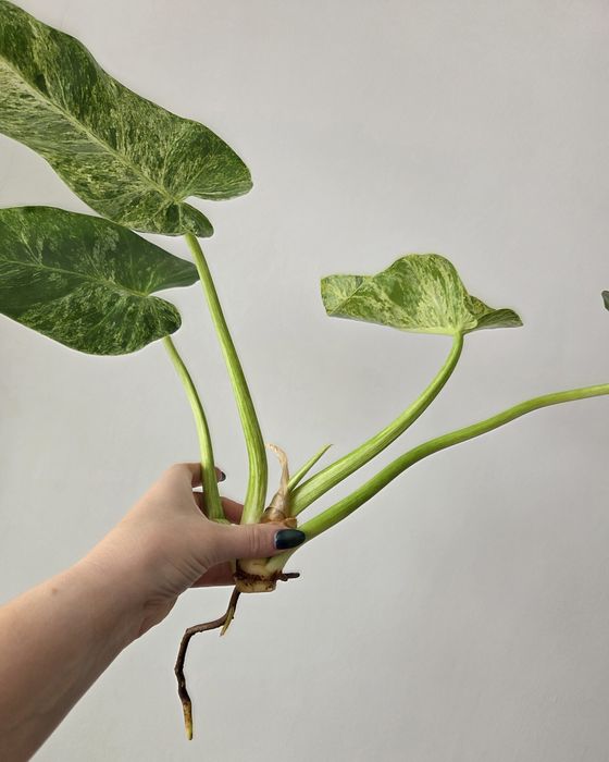 Philodendron Giganteum Variegata