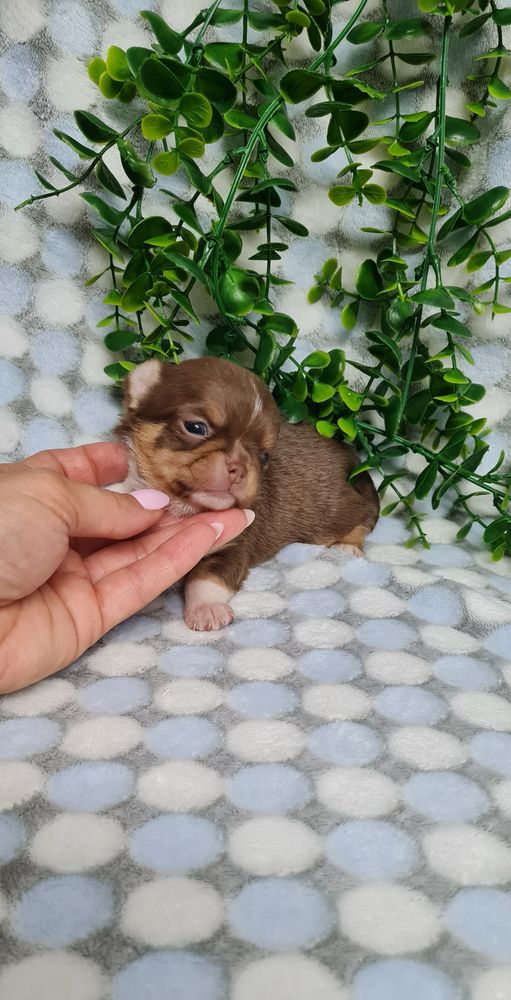 Estupenda menina Chihuahua/Chiuaua de Qualidade. Linhagem Russa
