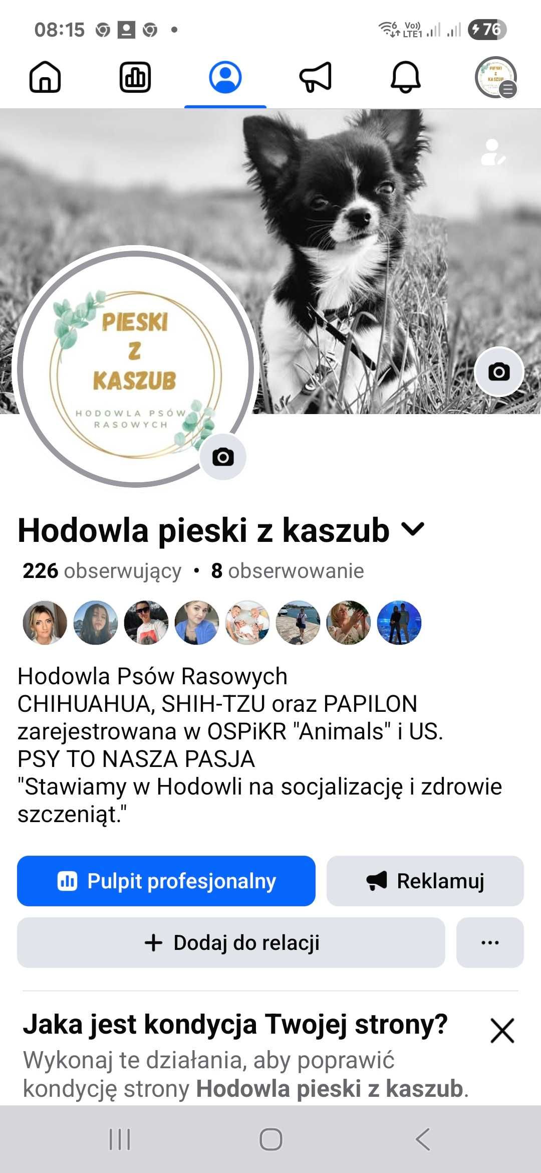 Chihuahua Lolo z Hodowli pieski z kaszub Gotowy do odbioru