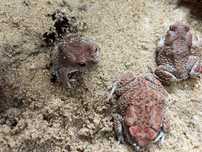 Ropucha berberyjska -Sclerophrys mauritanica CB2023 dorosły samiec