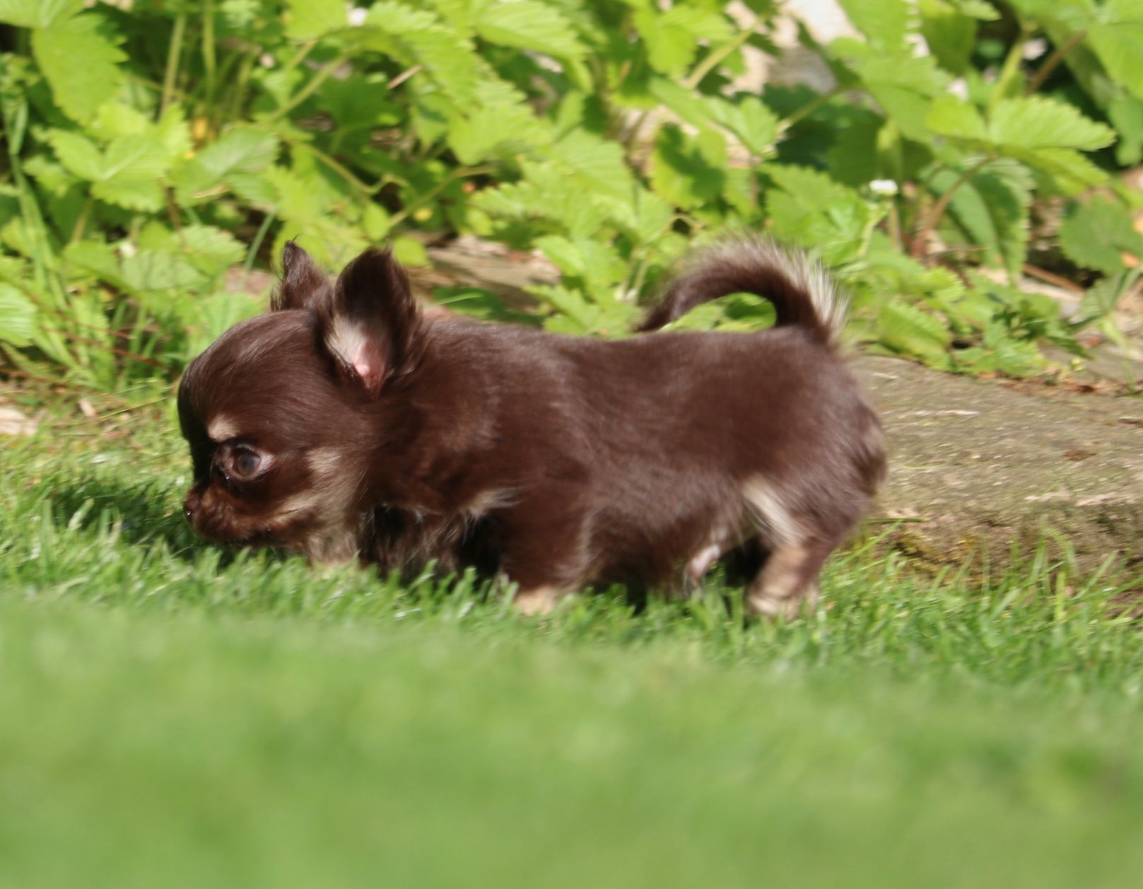 Malutki czekoladowy podpalany, długowłosy piesek Chihuahua