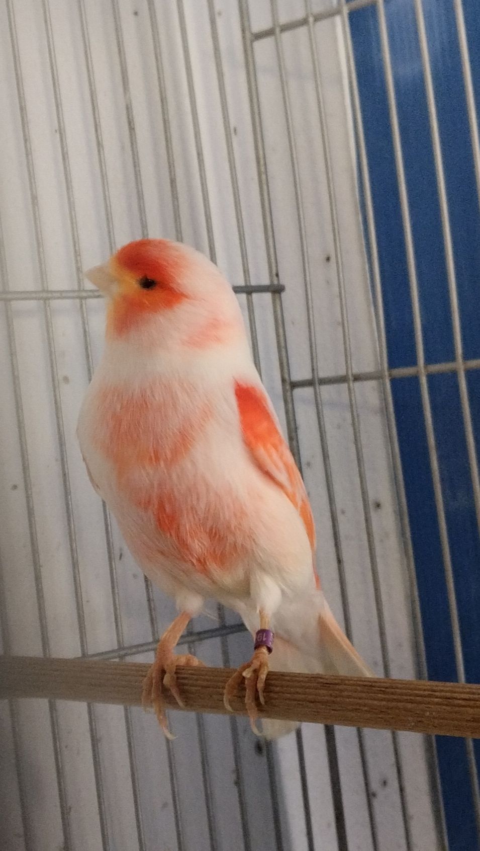 Lote de 11 canários vermelhos mosaicos