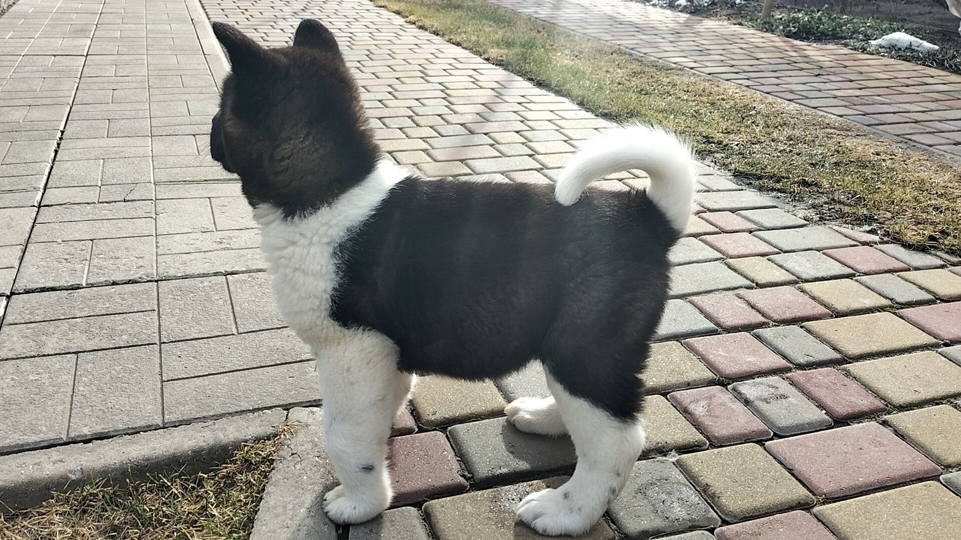 Акіти з питомника BEST DOGS OF