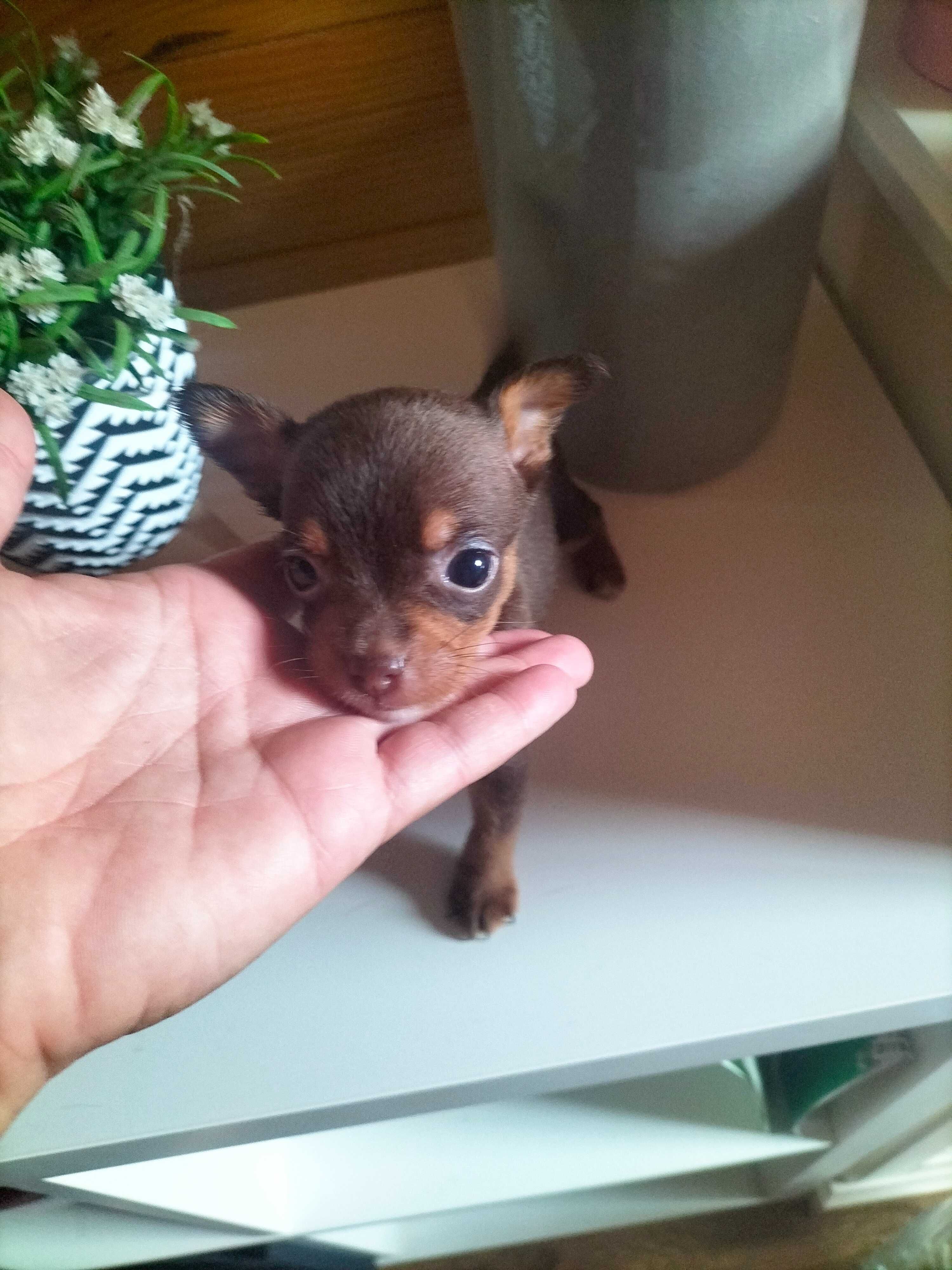 Pinscher chocolate t zero