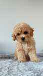 Frispoo poochon bichpoo bichon maltipoo pudel