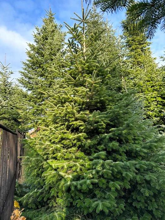 Choinka! Choinki! Ładne, gęste jodły i świerki z dowozem pod dom!