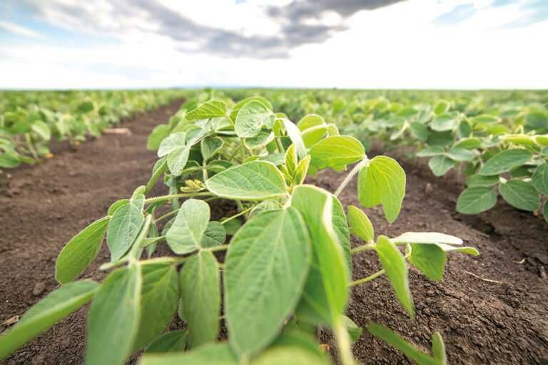 Насіння сої Abbi