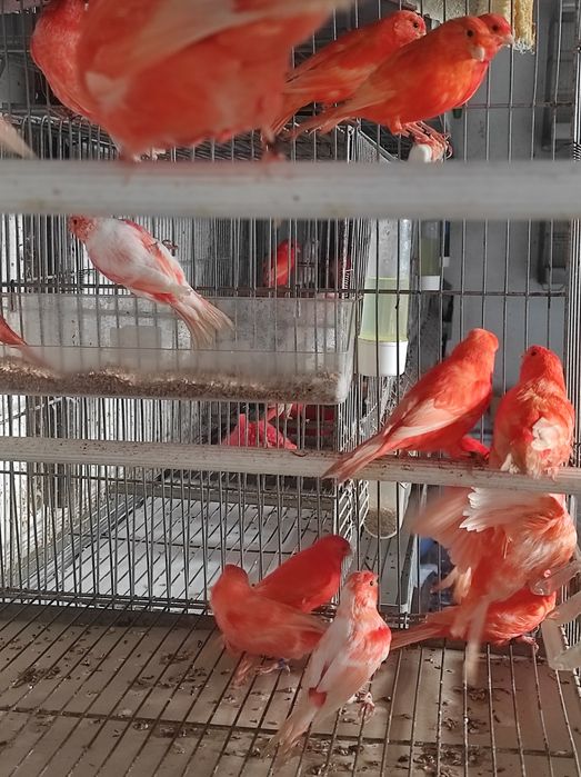Canários vermelhos intenso e nevados