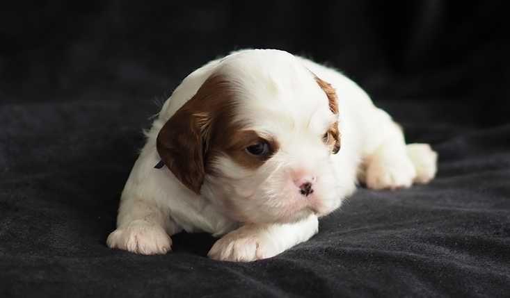 ZKwP FCI - Piesek -  Cavalier King Charles Spaniel