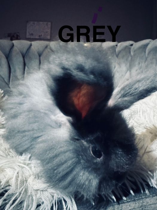 Królik Angora Angielska YORK chłopczyk „”GREY”””