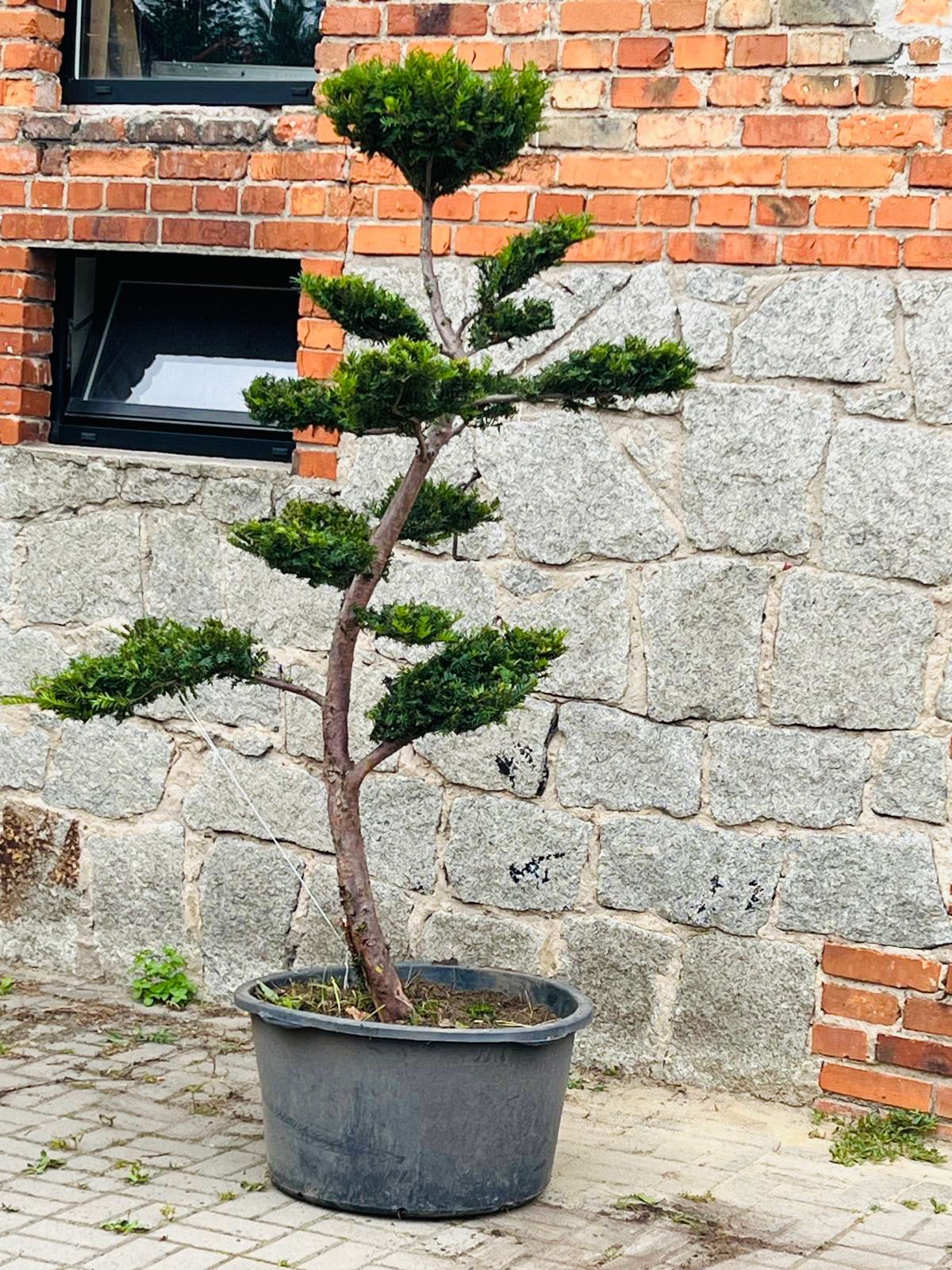 Bonsai cis, jałowiec ,sosna