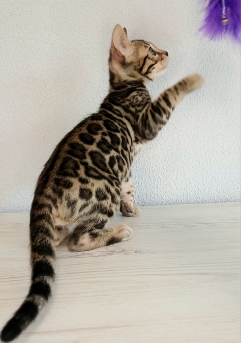 Бенгальські кошенята WCF