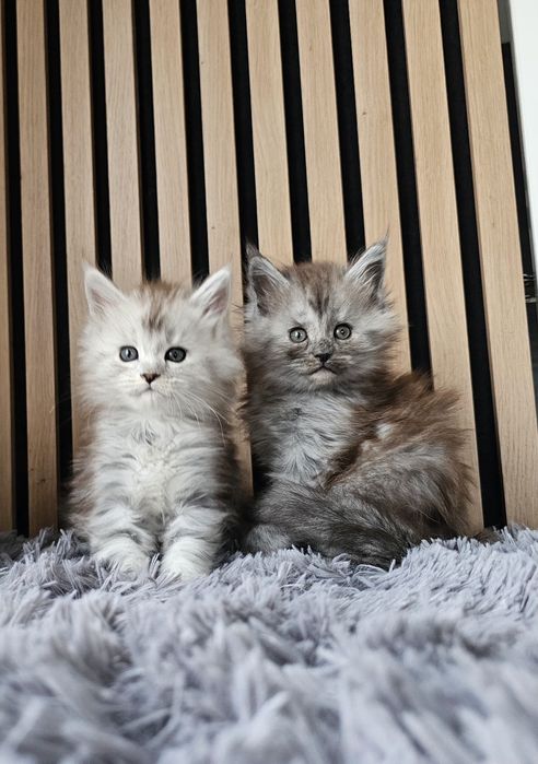 Koteczki Maine coon rodowód fpl