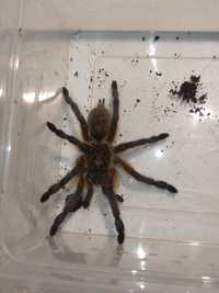 Harpactira pulchripes samica