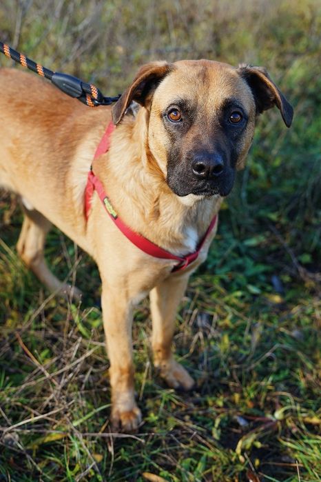 Cudownego charakteru, roczny Kajtek szuka domu