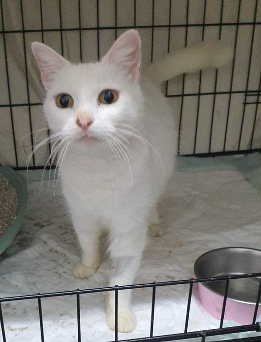 Várias gatinhas para adopção