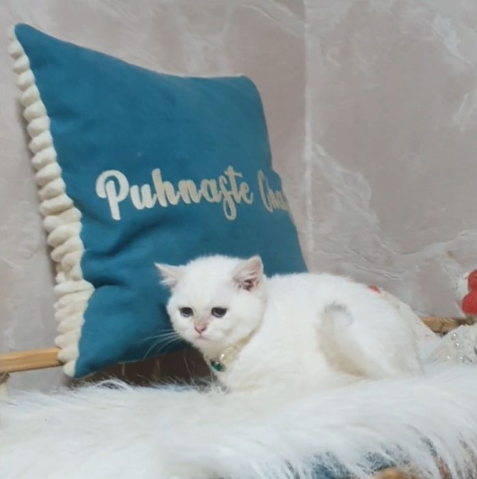 Золота шиншила пойнт ny1233