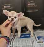 Fantástica! Chihuahua Fêmea Miniatura Pêlo Curto