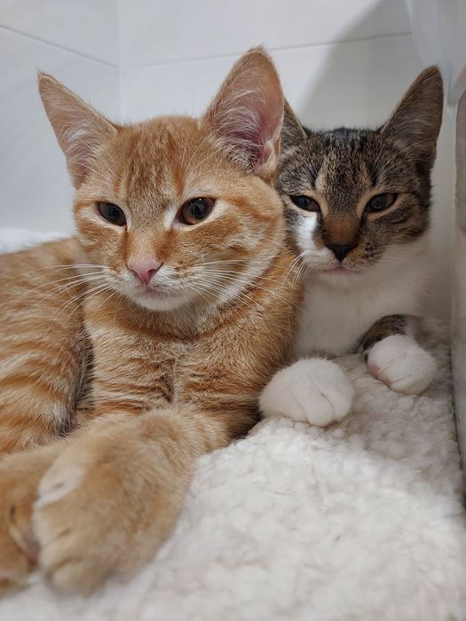 Cudowne rodzeństwo do adopcji
