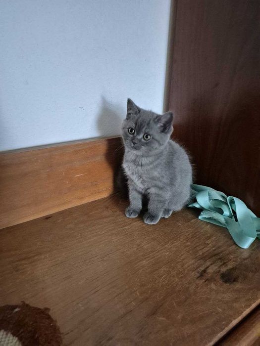 Gatinha Scotish Straight