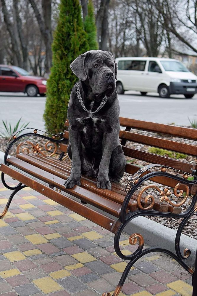 Вʼзка кане корсо cane corso