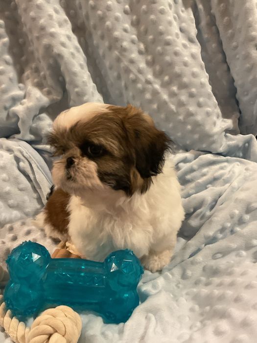 Shih - Tzu Salonowe, Pieski